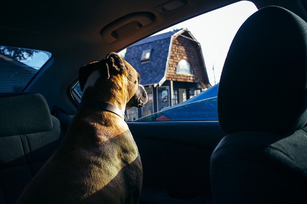 boxer dog looking out car window