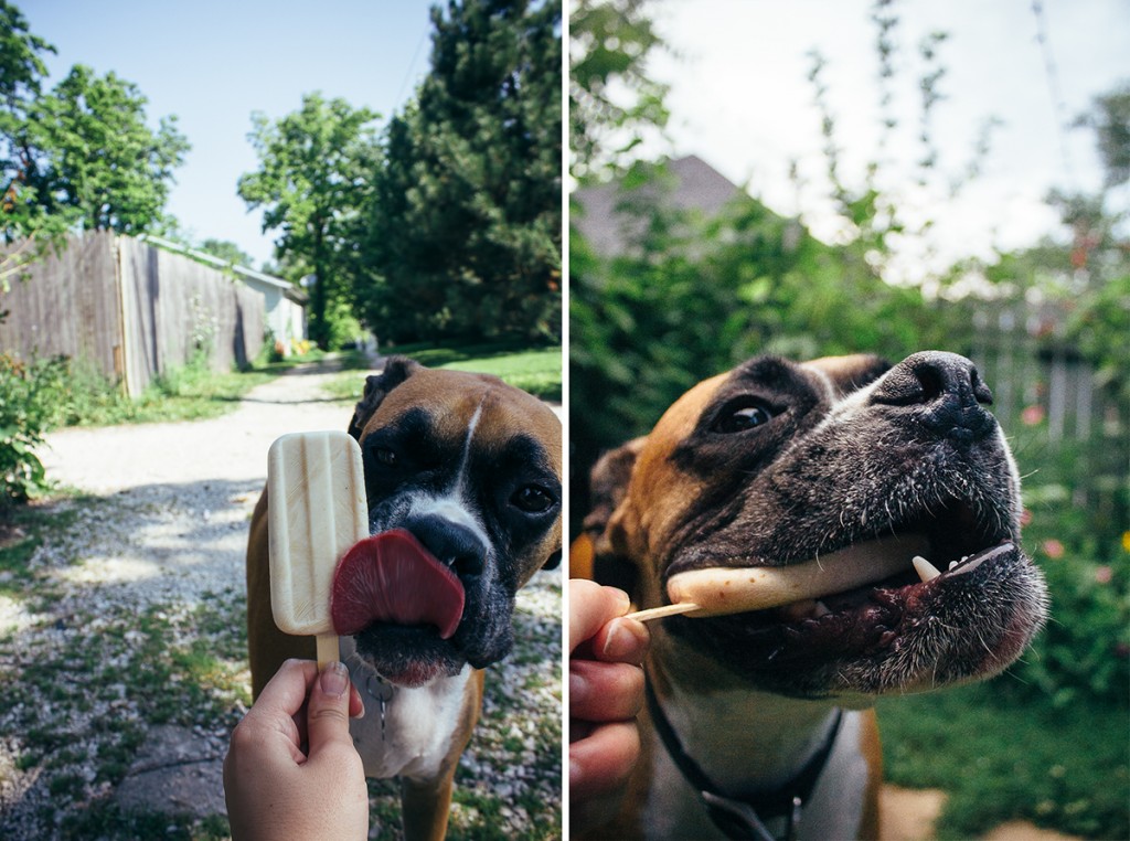 photo collage showing a boxer dog eating a dog popsicle 