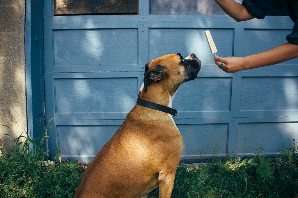 boxer dog sitting, waiting for a dog popsicle 