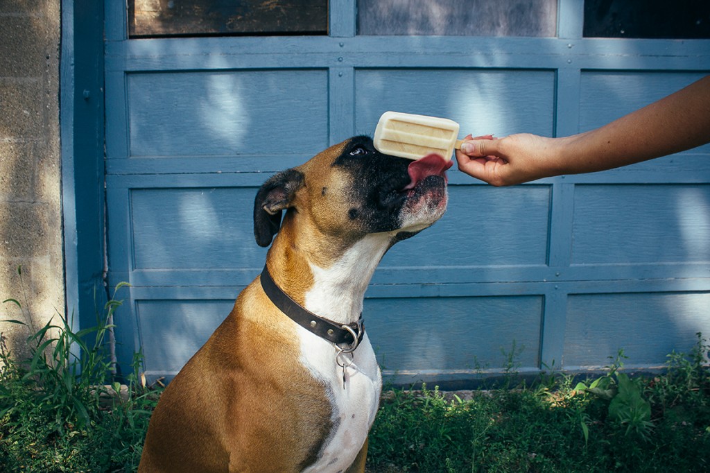 boxer dog licking a pupsicle 