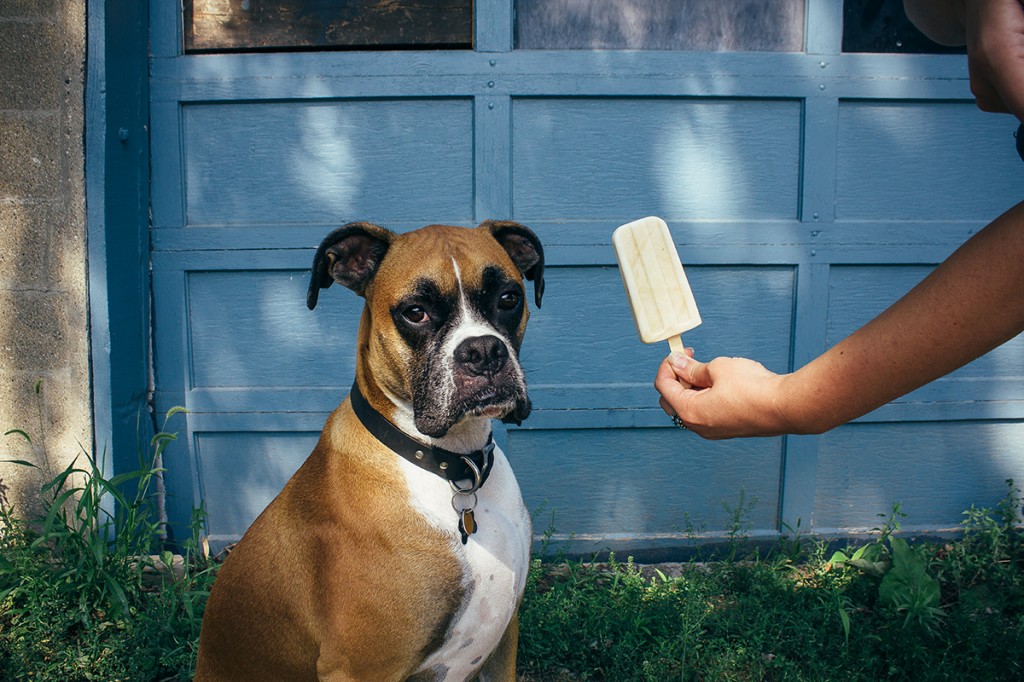 woman holding a pupsicle out to a sad looking boxer dog