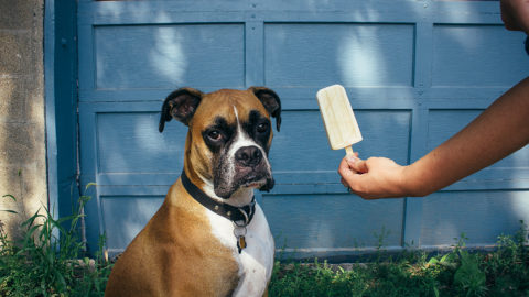 Doggy popsicles sales