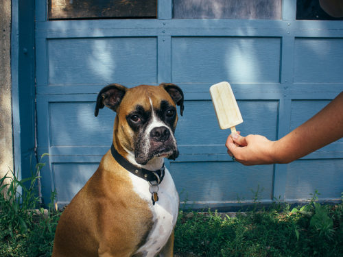 Creamy Peanut Butter Pupsicles (Dog Popsicles) - Vegetarian 'Ventures