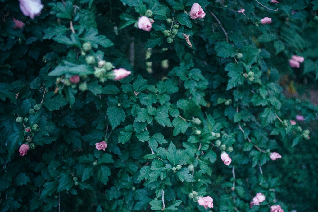 rose bushes 