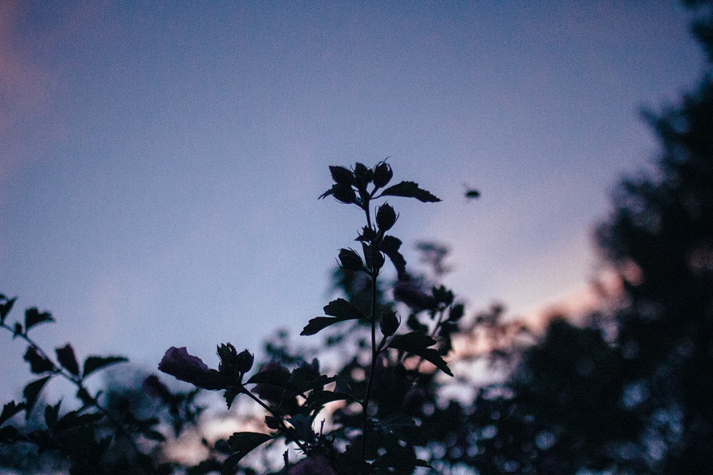 view of sunset through tree branches 