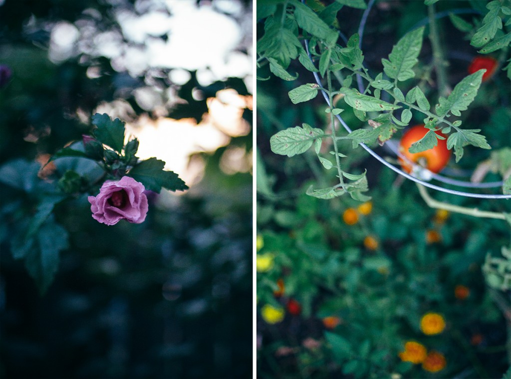 collage showing rose bush and apple tree 