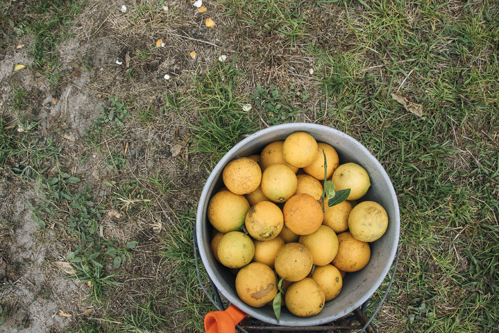 chocolate covered oranges