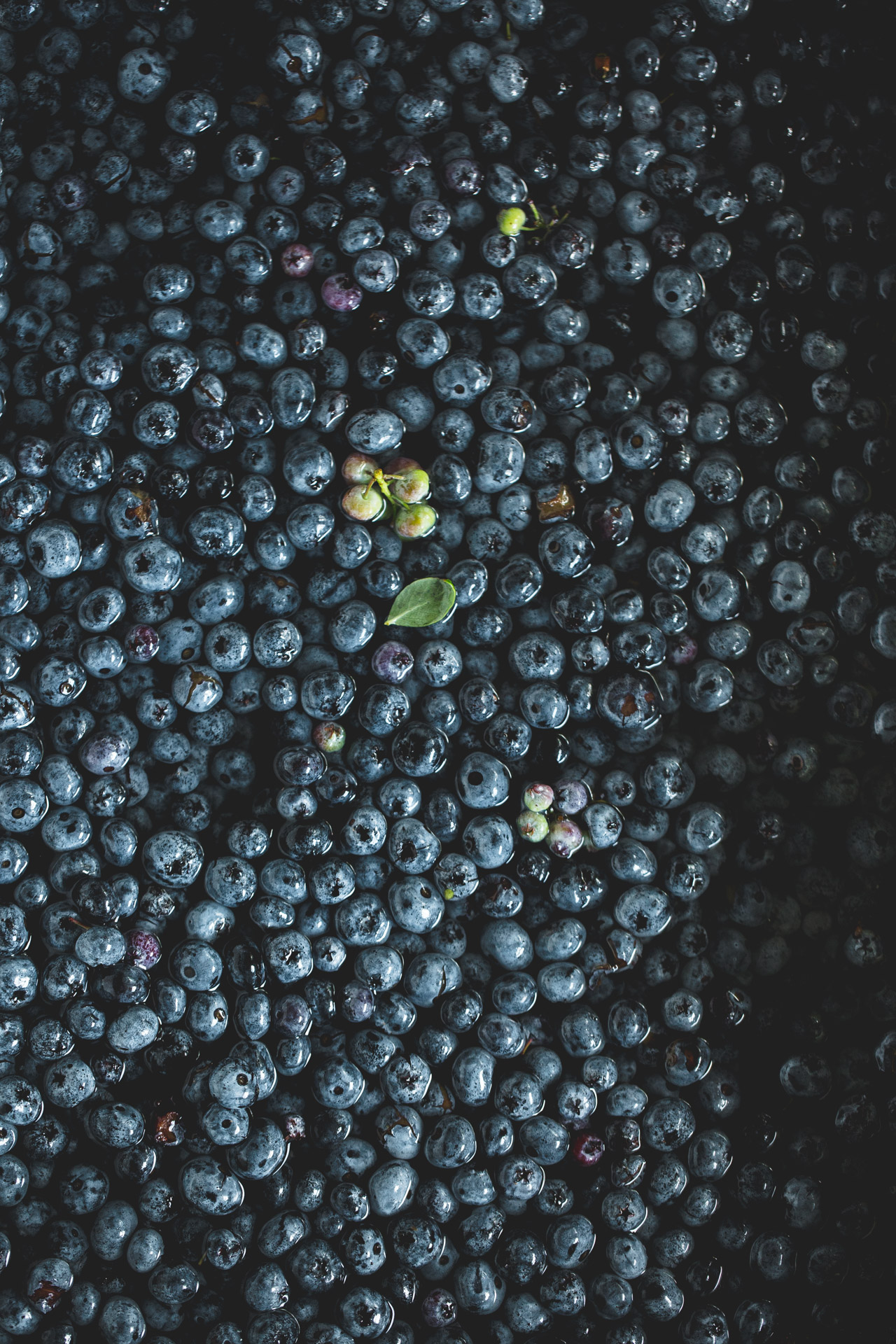 fresh blueberries floating in sink of water