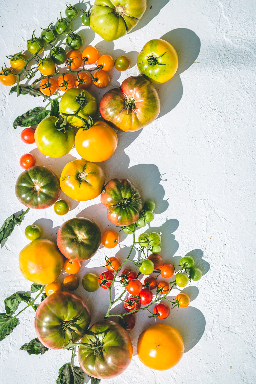 Heirloom Tomatoes on white background