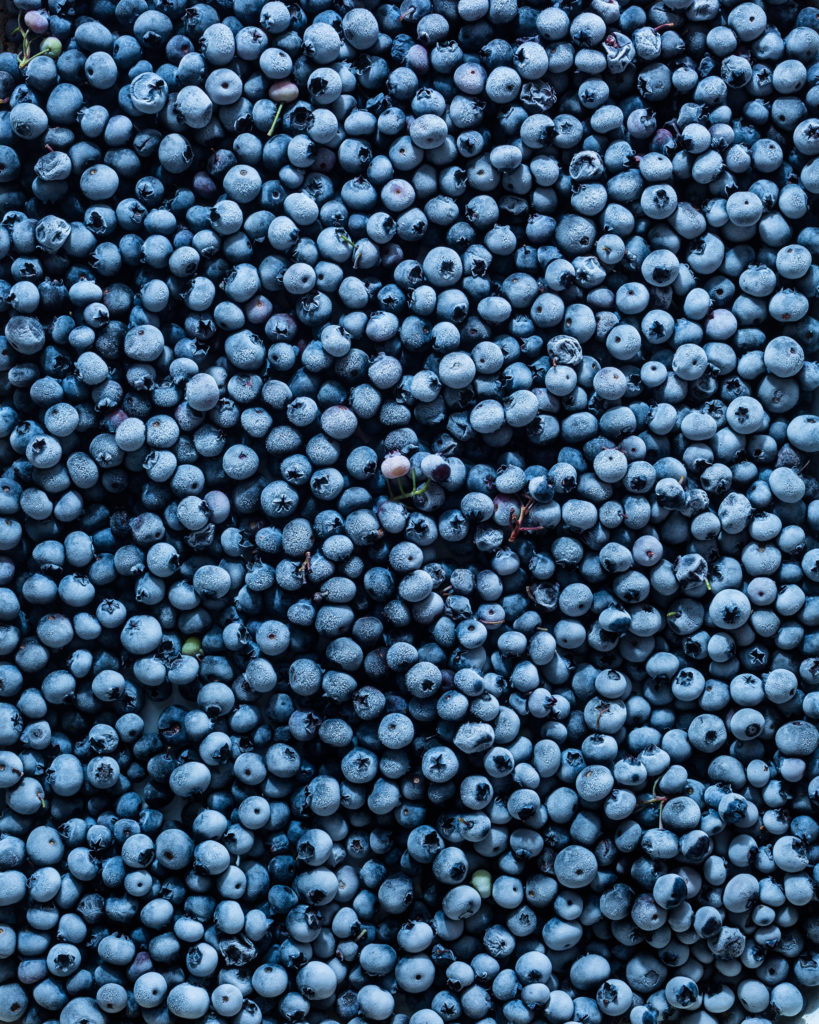 overhead of frozen blueberries from blueberry picking